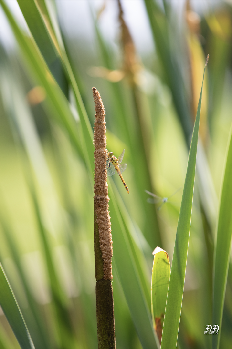 Série Près de l’étang – La libellule stricto sensu