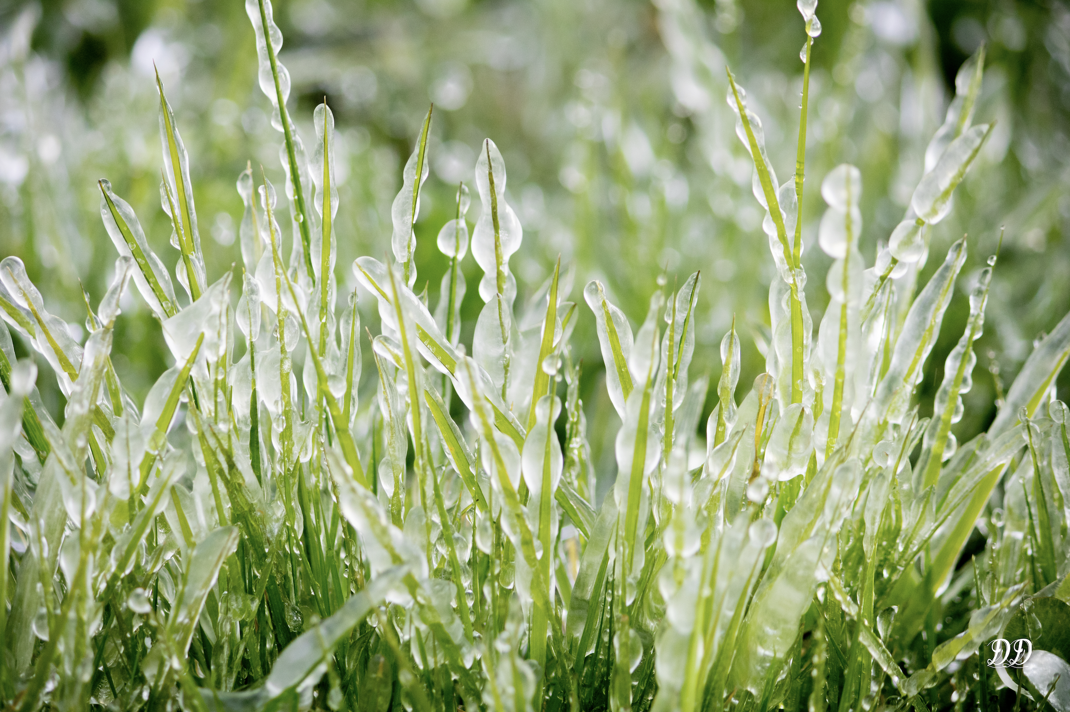 Série Verger gelé – Des brins d’herbe