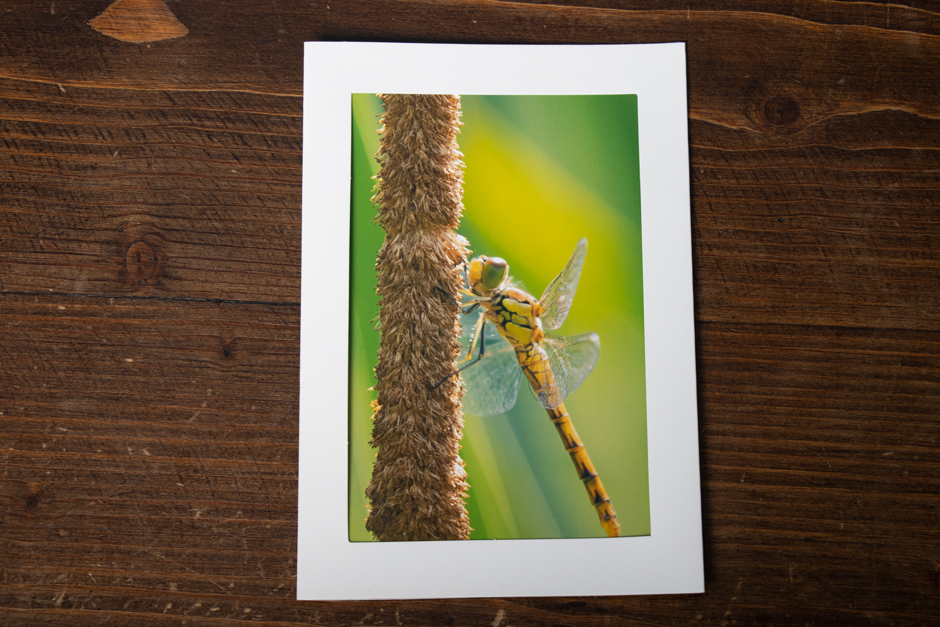 Carte postale double – série les libellules de Bessenay