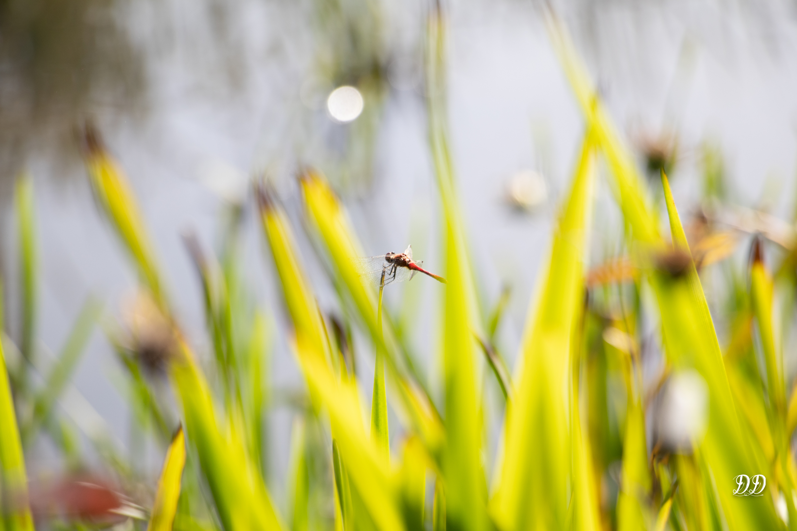 Série Près de l’étang – La libellule